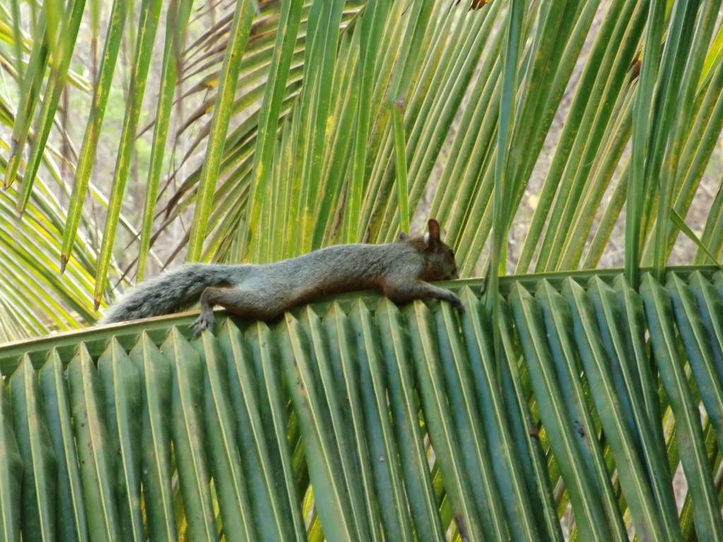 Villa Escondida Zipolite Ngoại thất bức ảnh